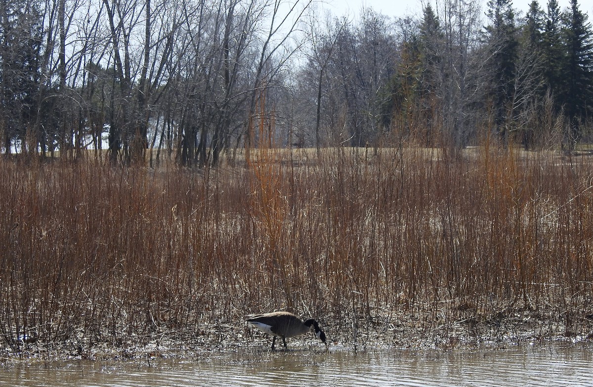 Canada Goose - Noam Markus