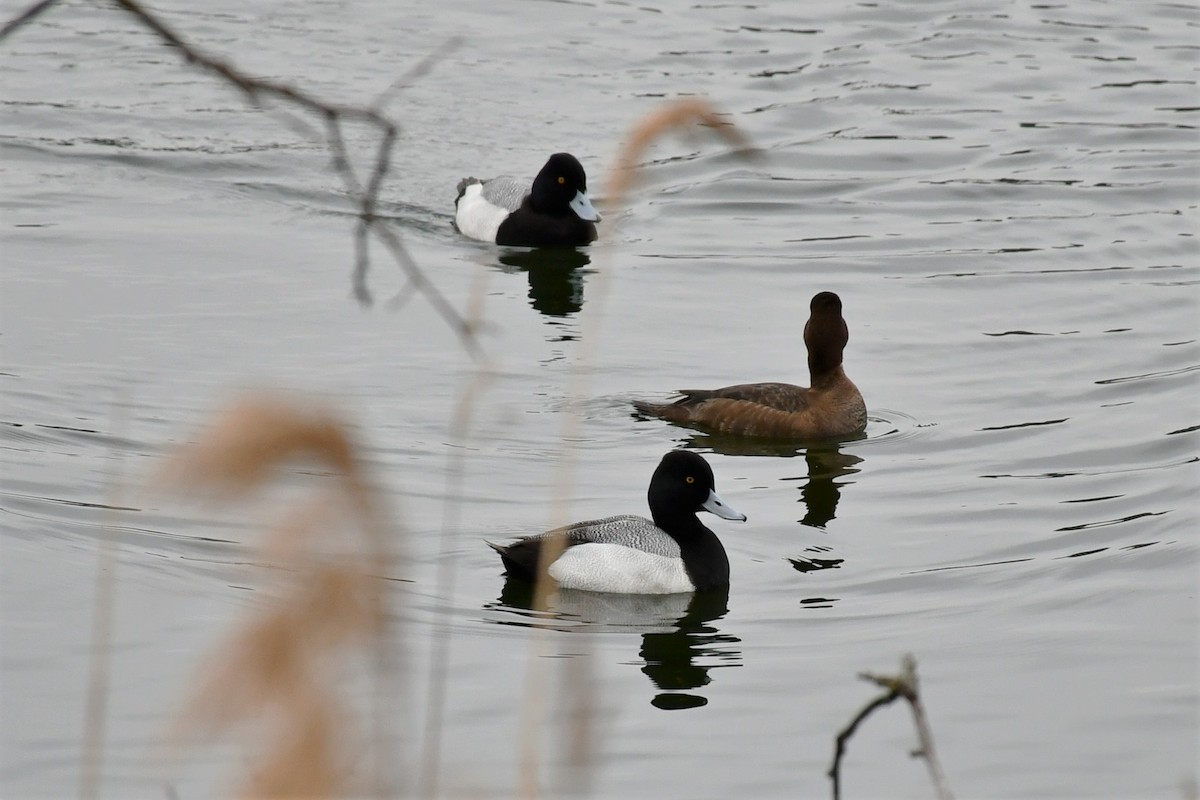 Lesser Scaup - ML432894171