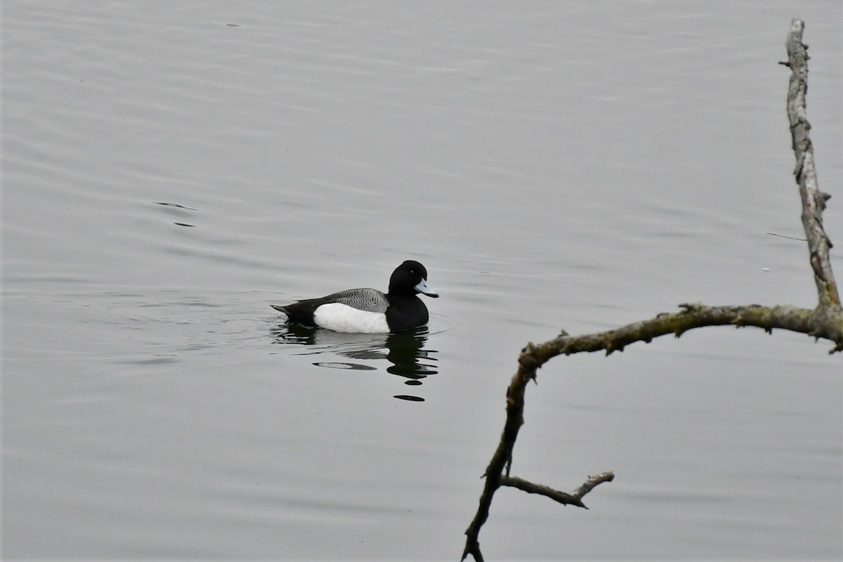 Lesser Scaup - Brian Kenney