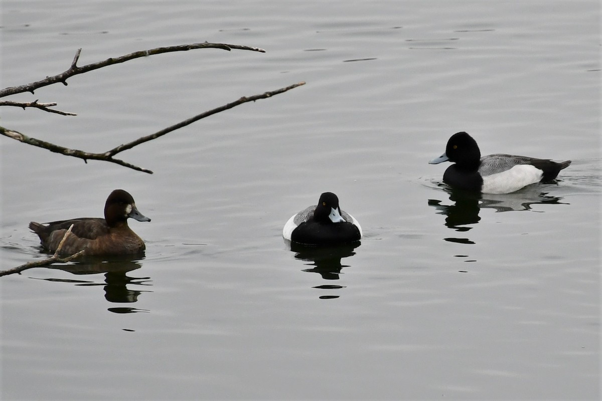 Lesser Scaup - ML432894251