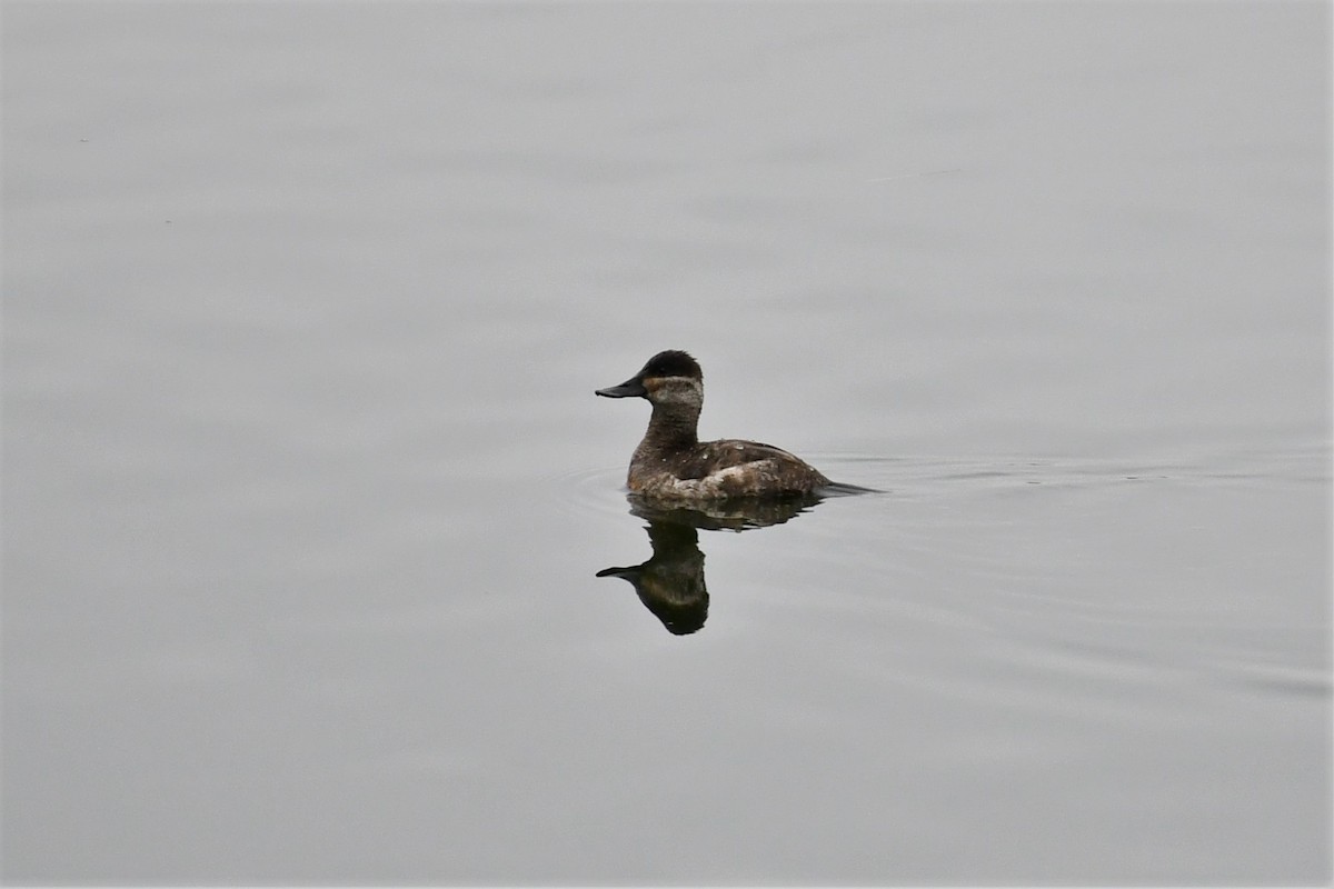 Ruddy Duck - ML432894281