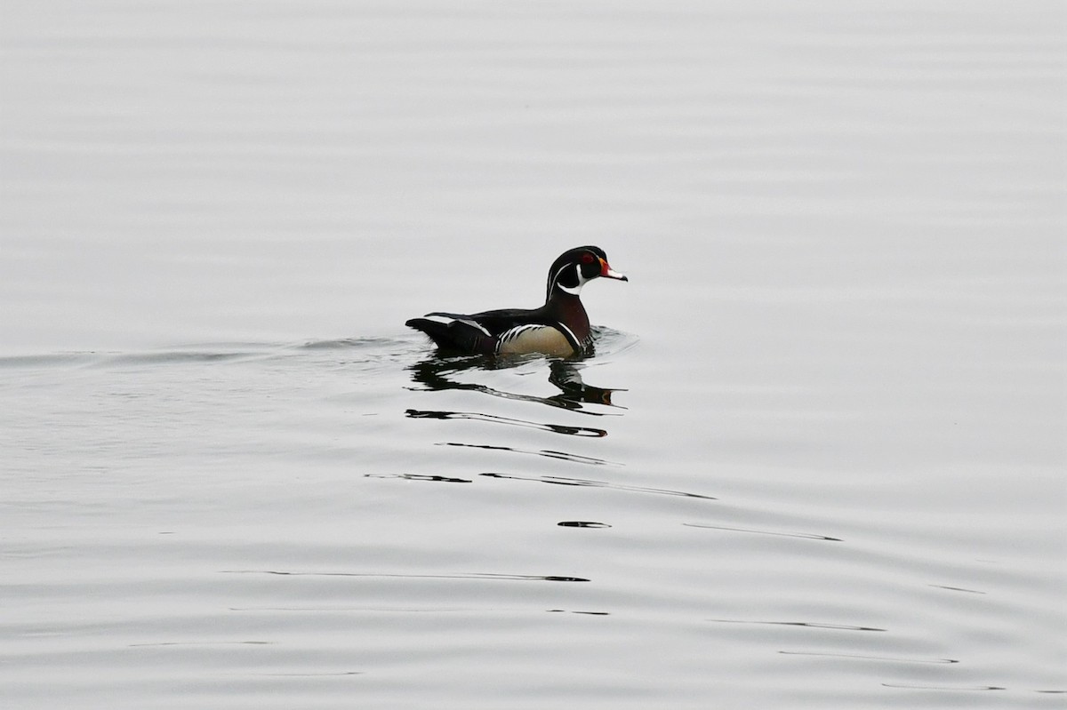 Wood Duck - ML432894341