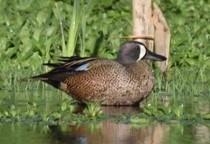 Blue-winged Teal - ML432894531