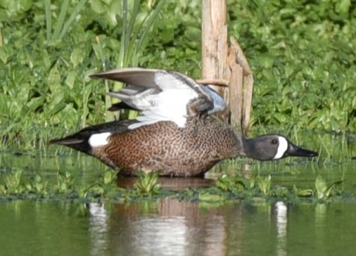 Blue-winged Teal - ML432894581