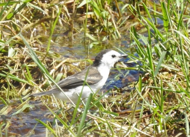 Black-backed Water-Tyrant - ML432895761