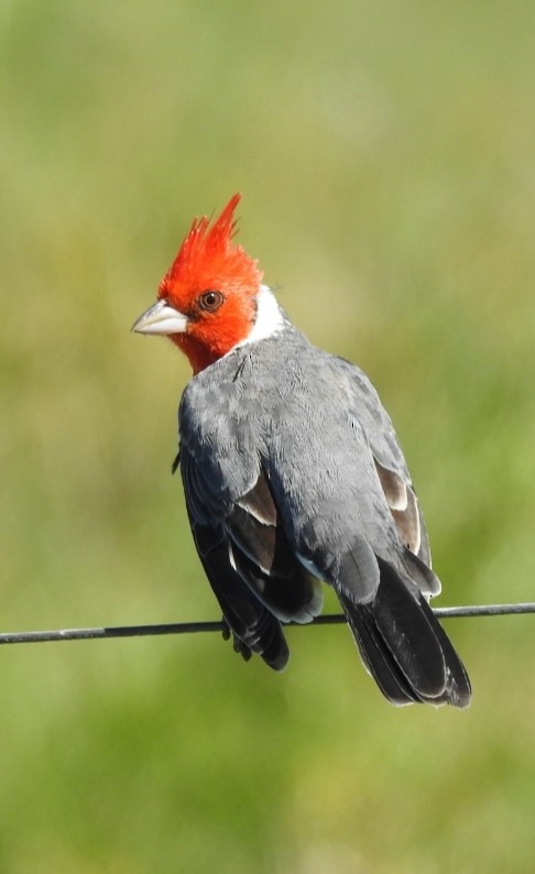 Red-crested Cardinal - ML432896901