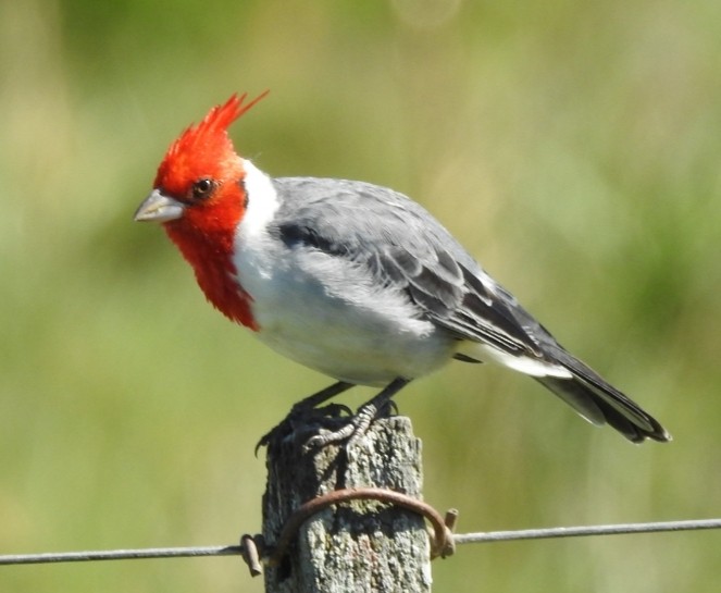 Red-crested Cardinal - ML432896911