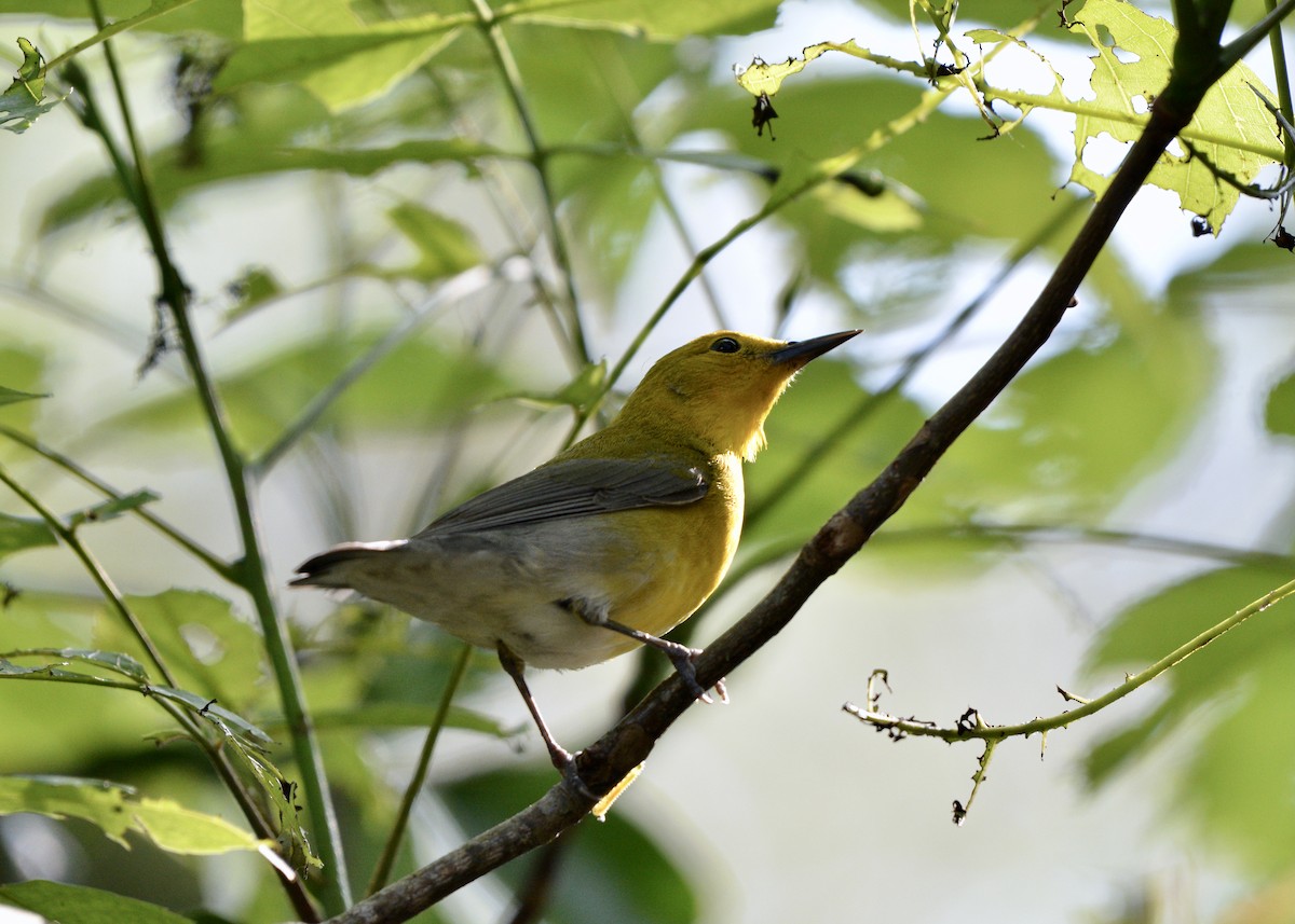 Prothonotary Warbler - ML432897591