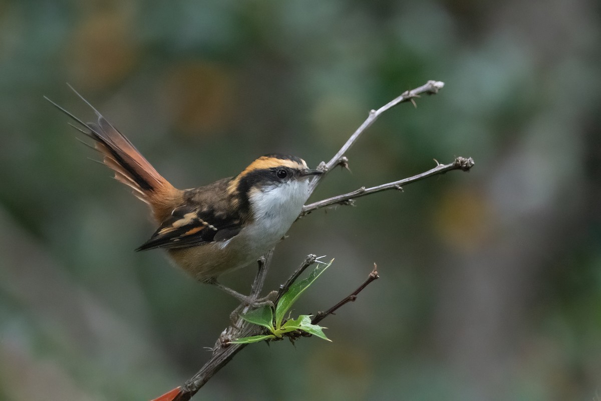 Thorn-tailed Rayadito - ML432900681