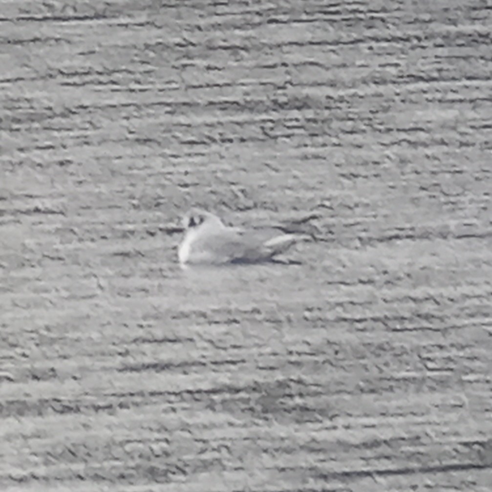 Bonaparte's Gull - ML432900901