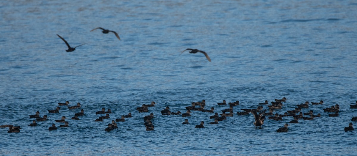 Sooty Shearwater - ML432901601