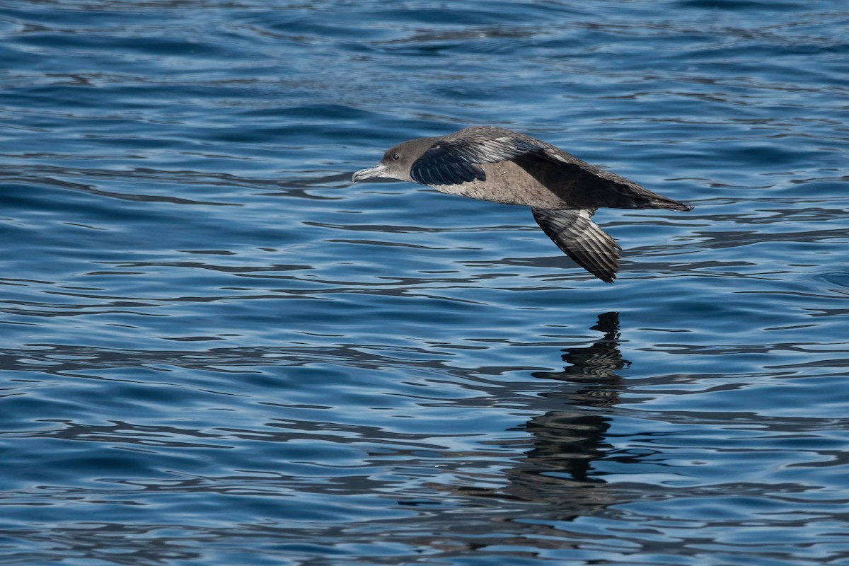 Sooty Shearwater - ML432901621