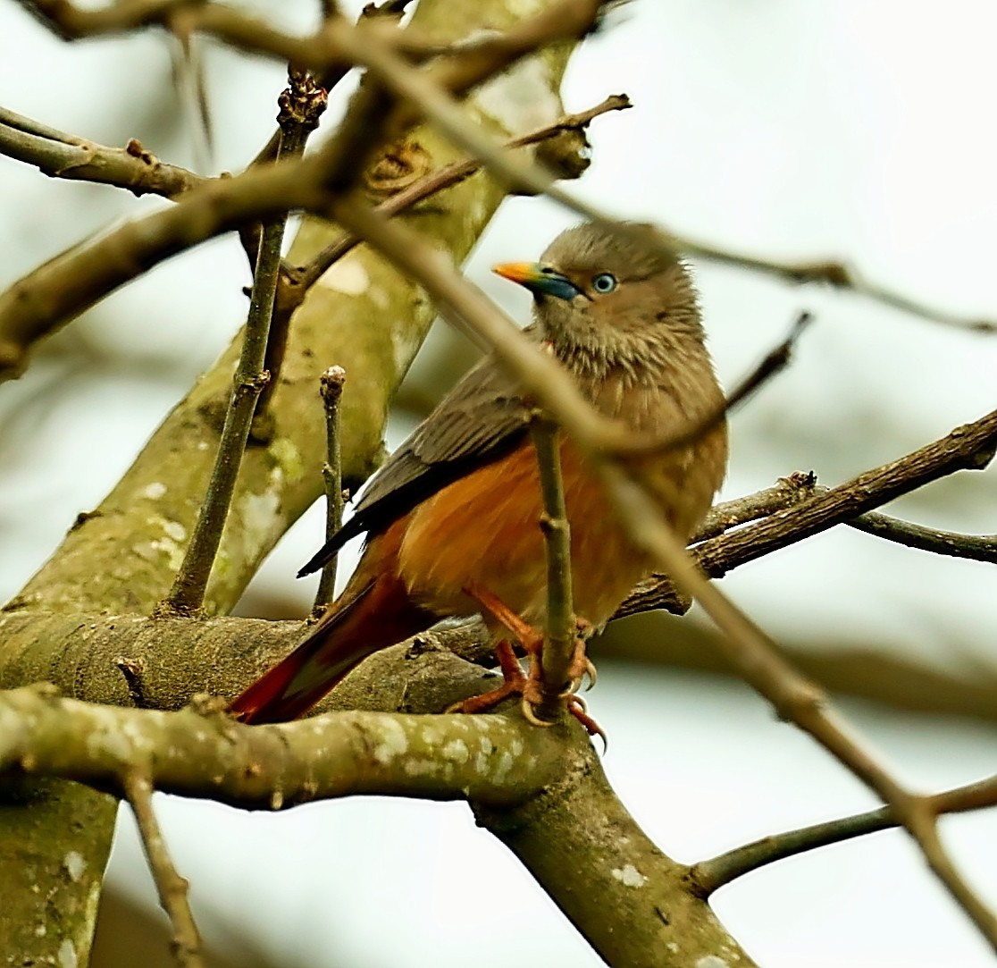 Brahminy Starling - Maciej  Kotlarski