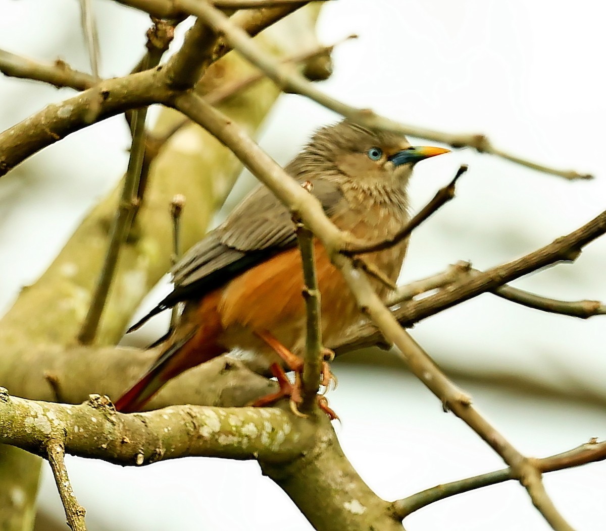 Brahminy Starling - ML432902571