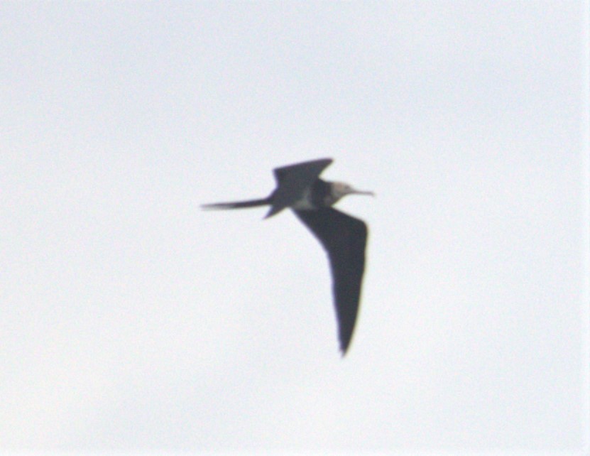 Lesser Frigatebird - ML432902591