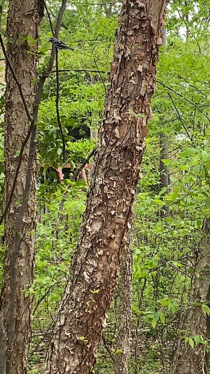 Black-and-white Warbler - ML432902871