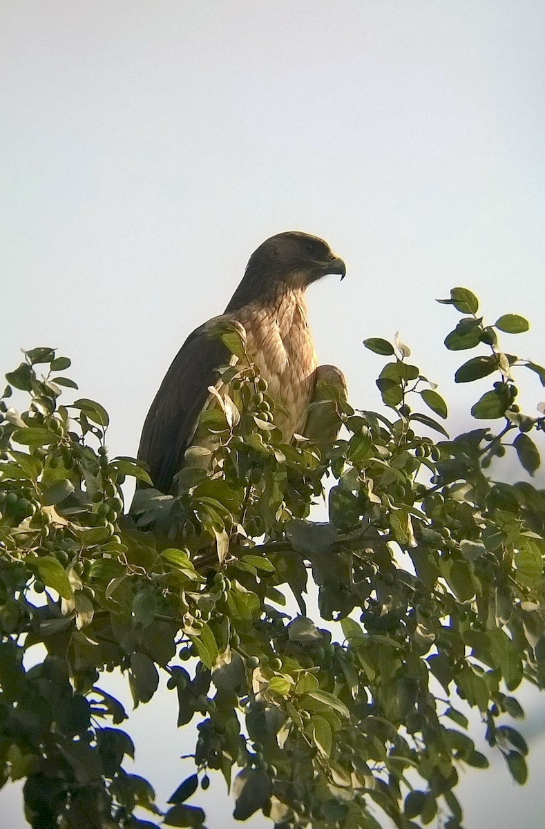 Bonelli's Eagle - ML43290351