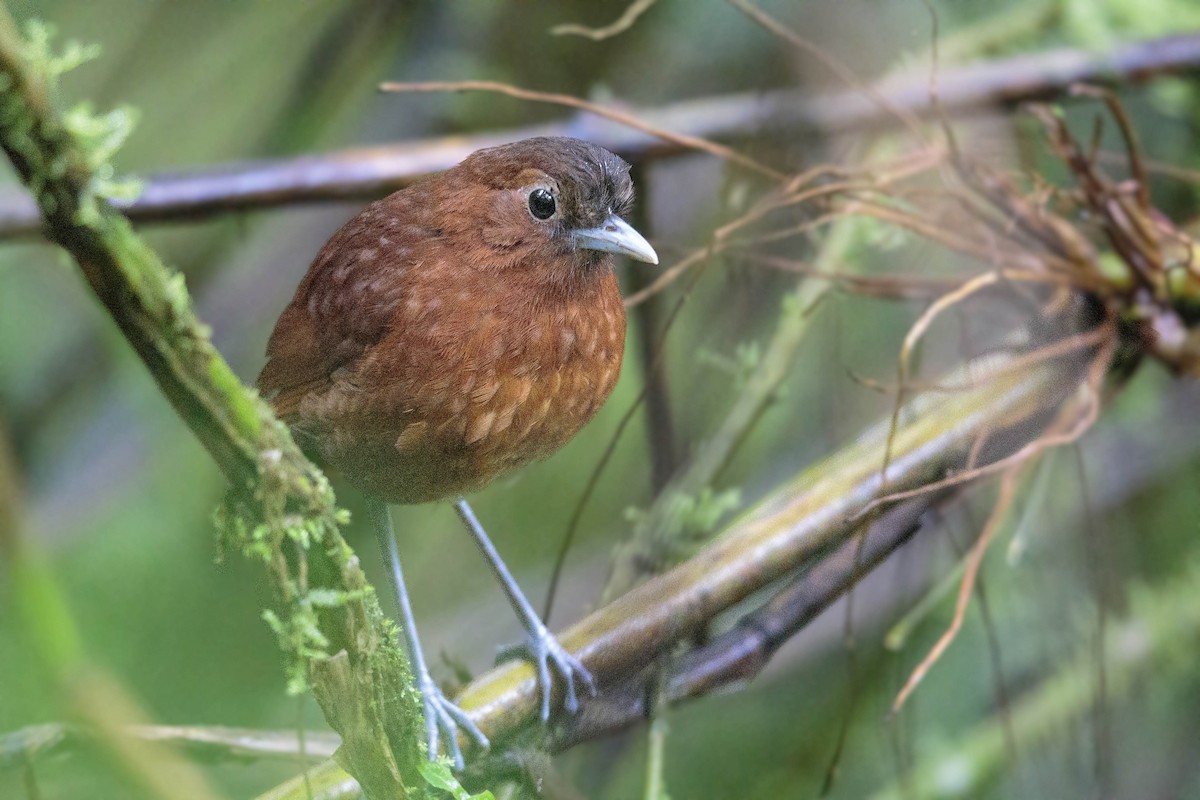 Bay Antpitta - ML432903621