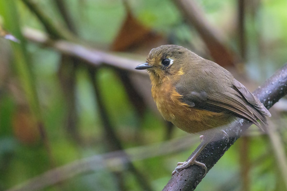 Leymebamba Antpitta - ML432903691