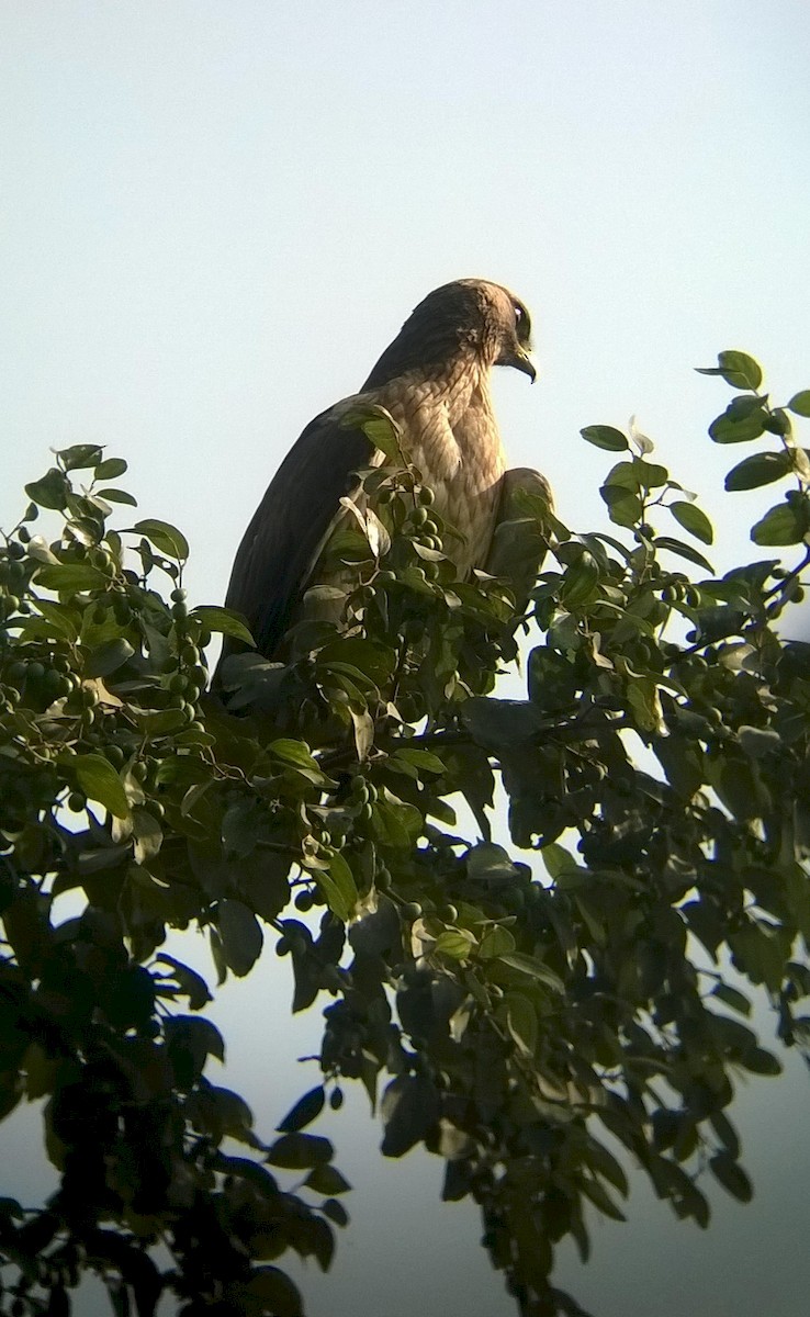 Bonelli's Eagle - ML43290371