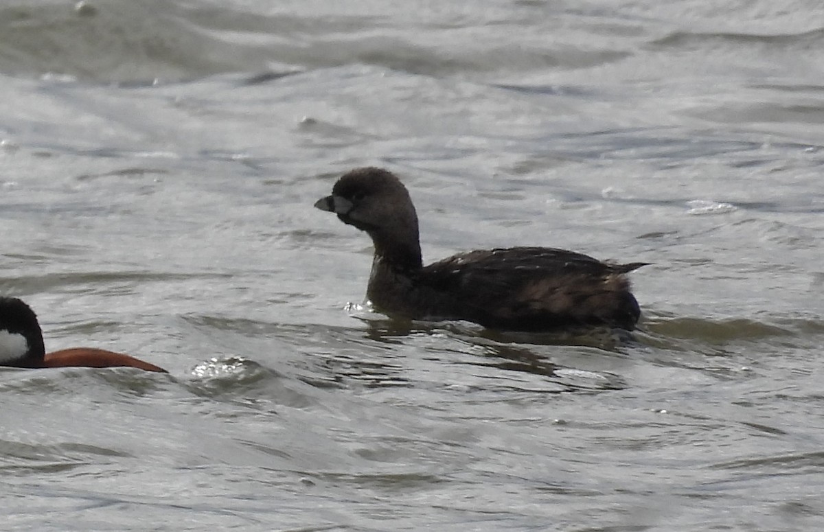 Pied-billed Grebe - ML432904351