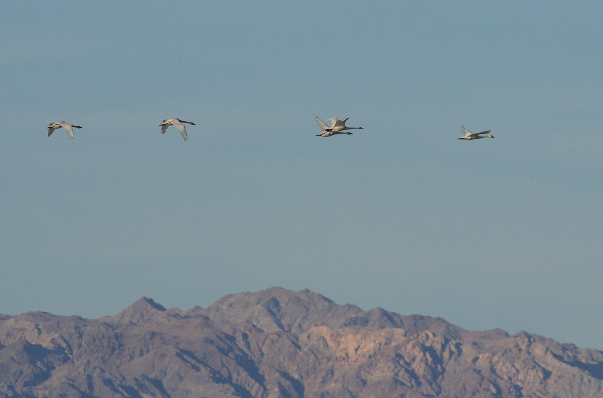 Tundra Swan - ML43290491