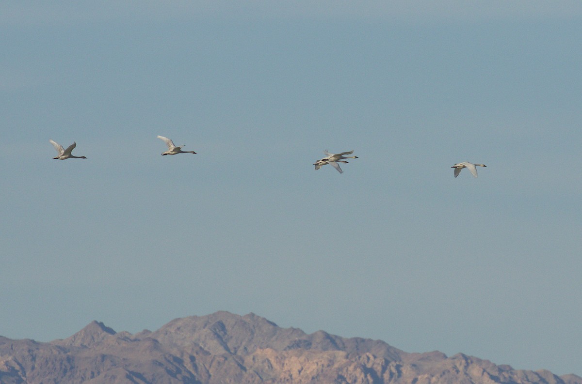 Tundra Swan - ML43290501