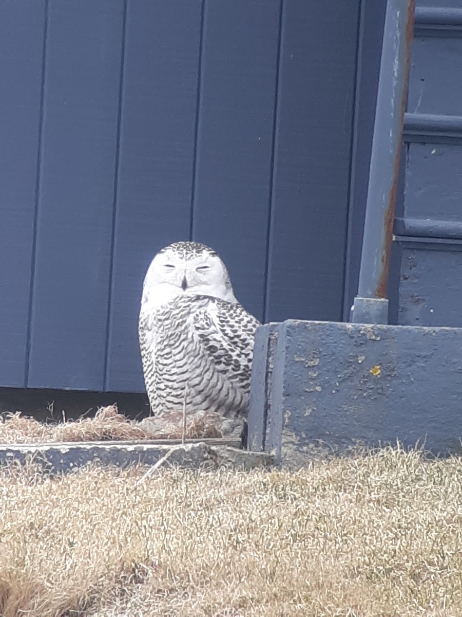 Snowy Owl - ML432905201