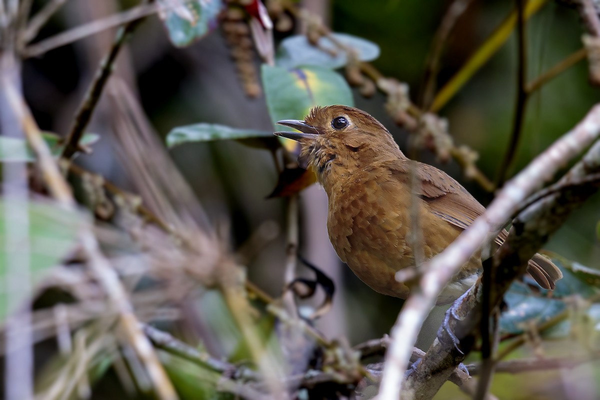 Panao Antpitta - Bradley Hacker 🦜