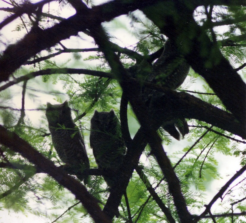 Eastern Screech-Owl - ML43290601