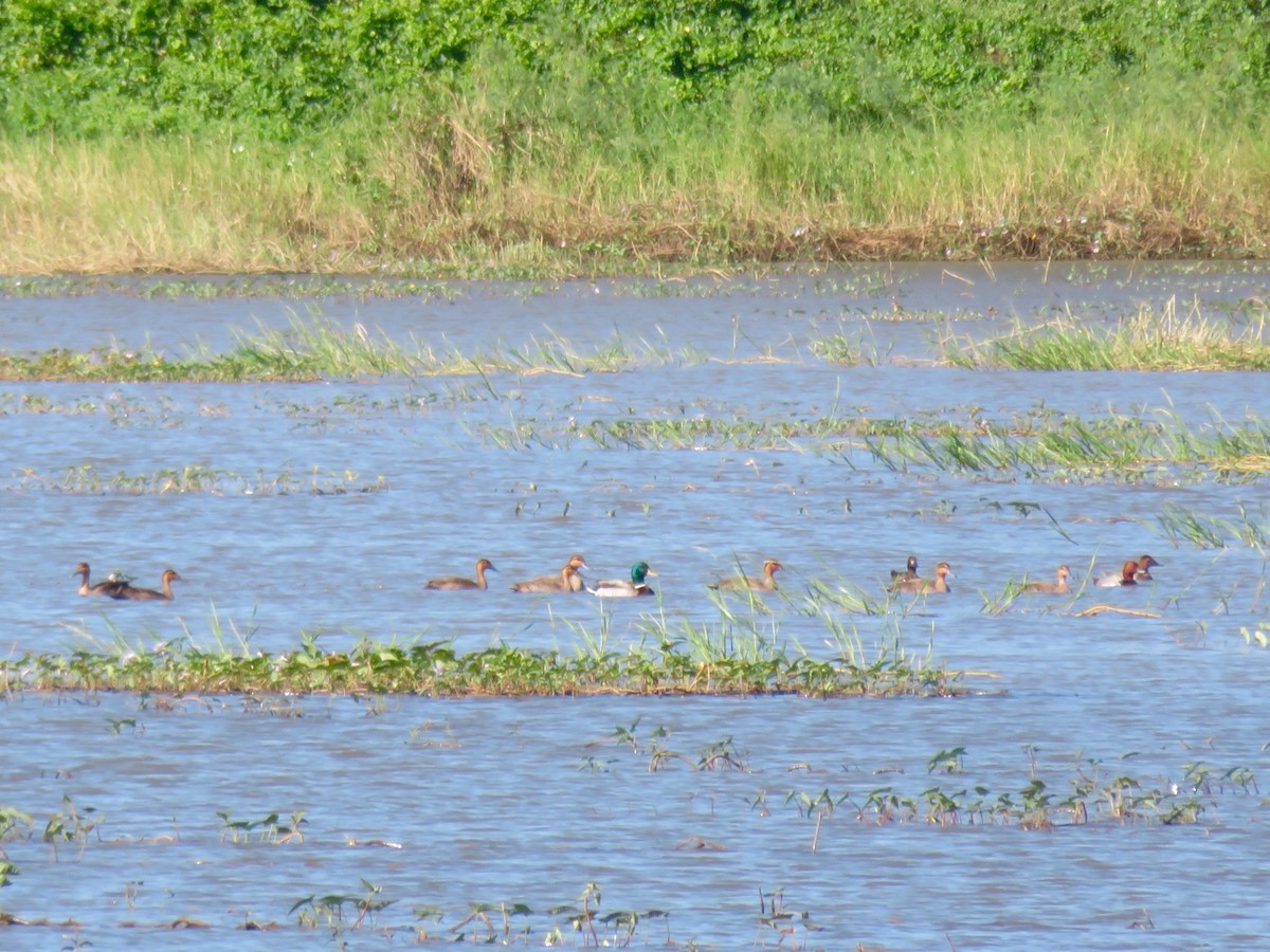 Mallard - ML43290641