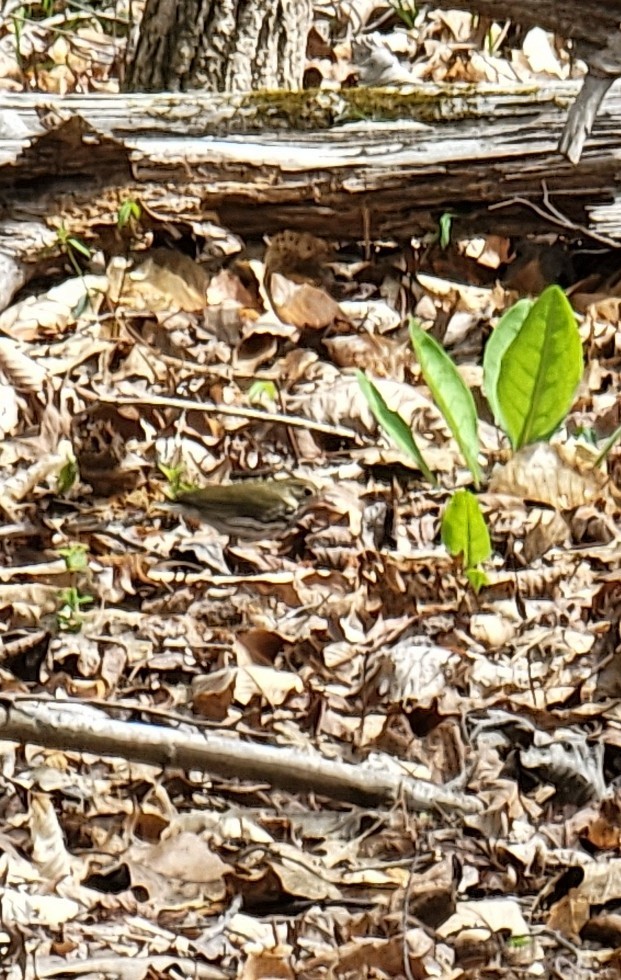 Ovenbird - ML432907881