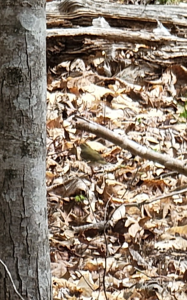 Ovenbird - ML432907891