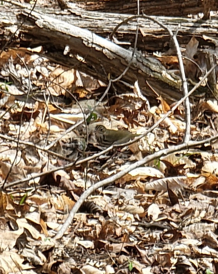 Ovenbird - ML432907901