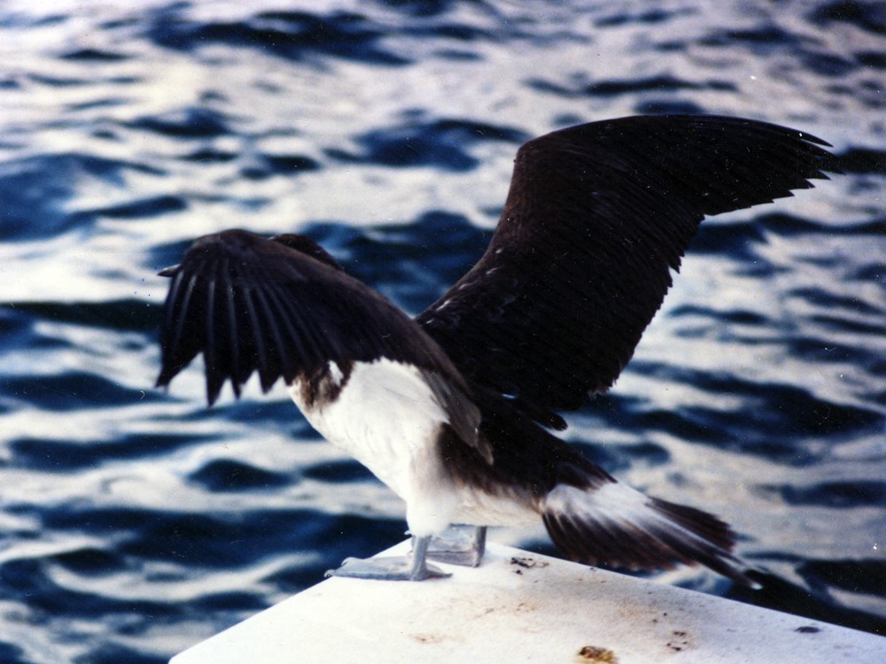 Blue-footed Booby - ML43290791