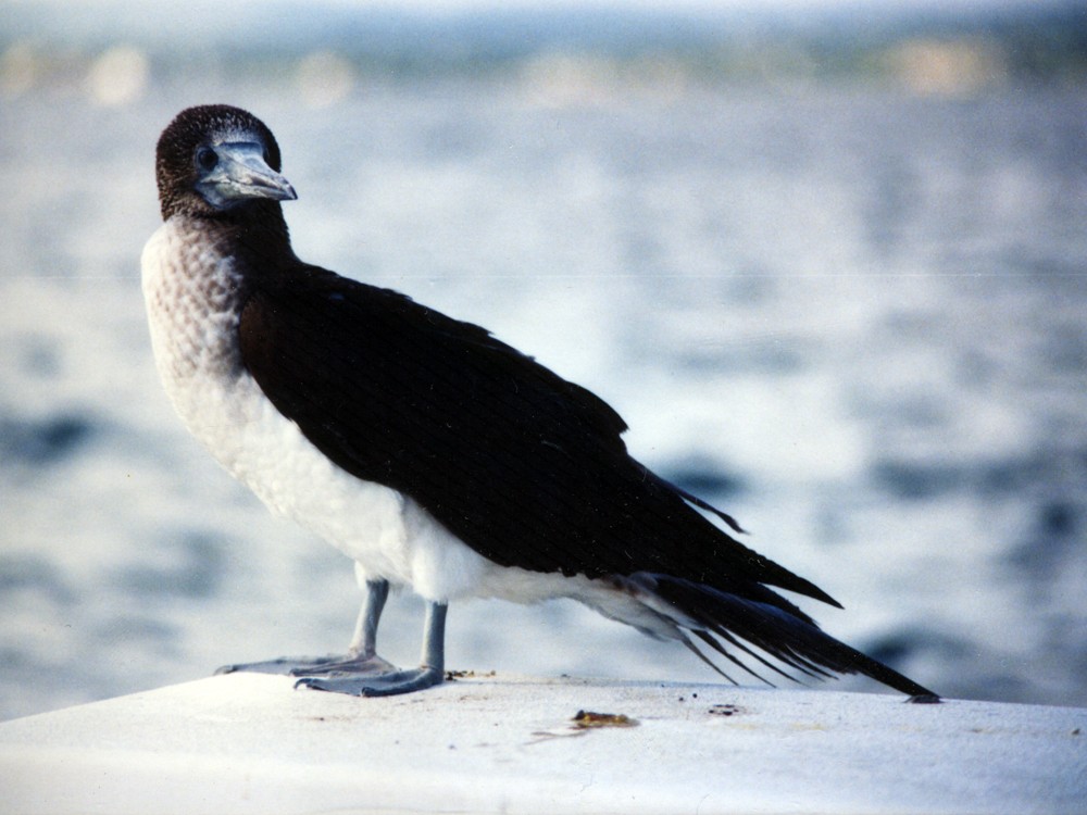 Blue-footed Booby - ML43290811