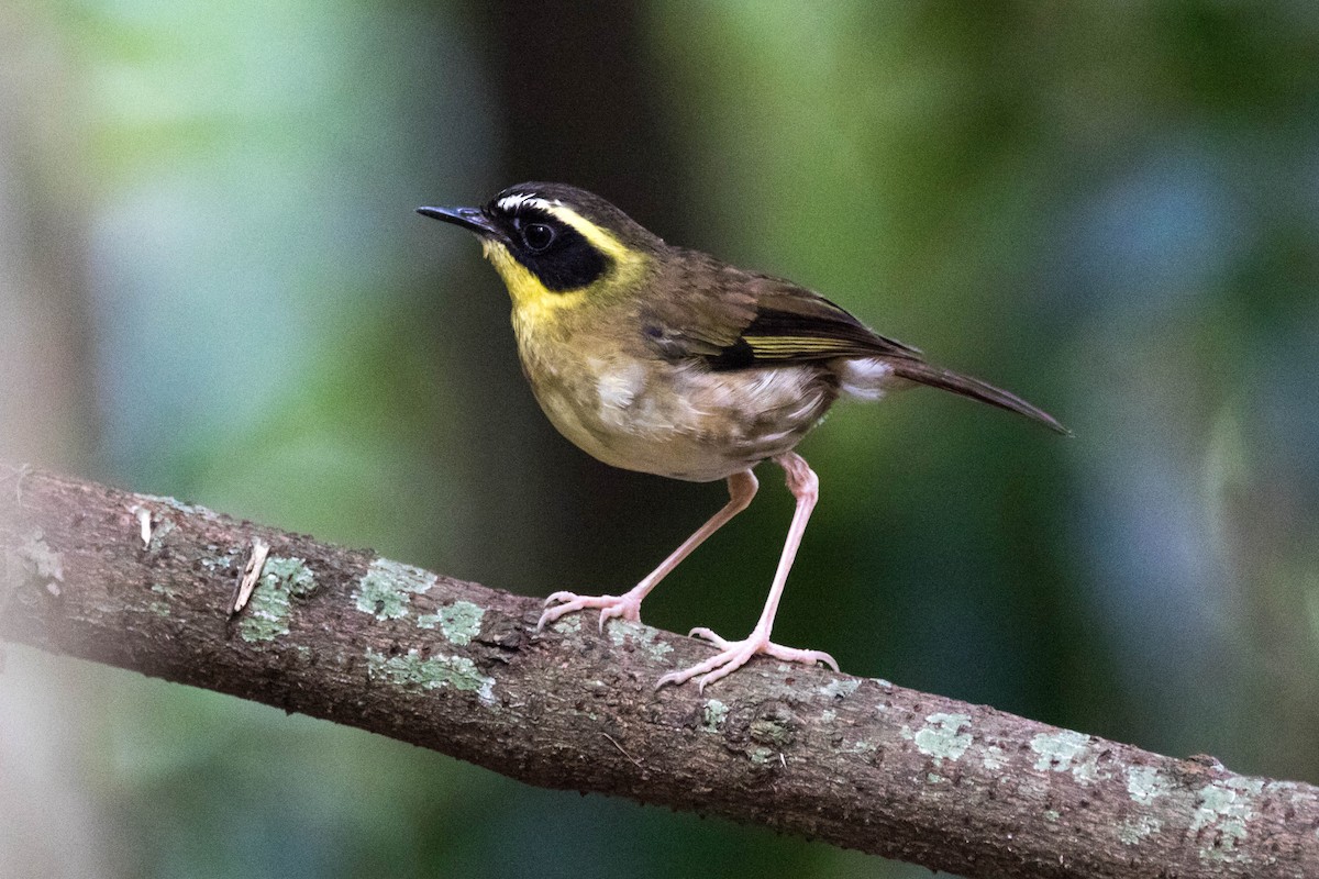 Yellow-throated Scrubwren - Steven Pratt