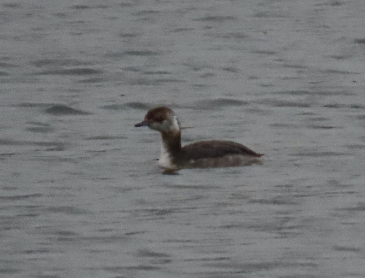 Horned Grebe - ML432909091