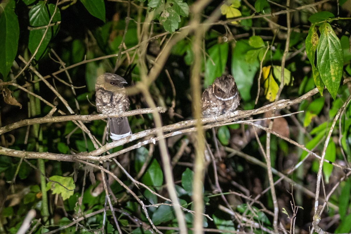 Yucatan Poorwill - Layton Rikkers