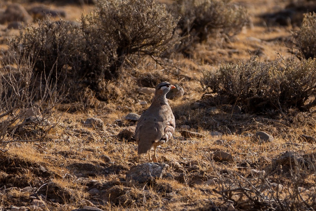 Persienwüstenhuhn - ML432910021