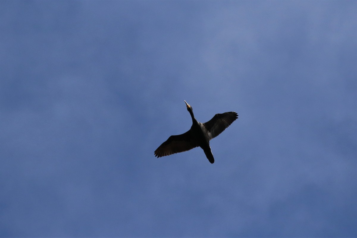 Double-crested Cormorant - Deryl Nethercott