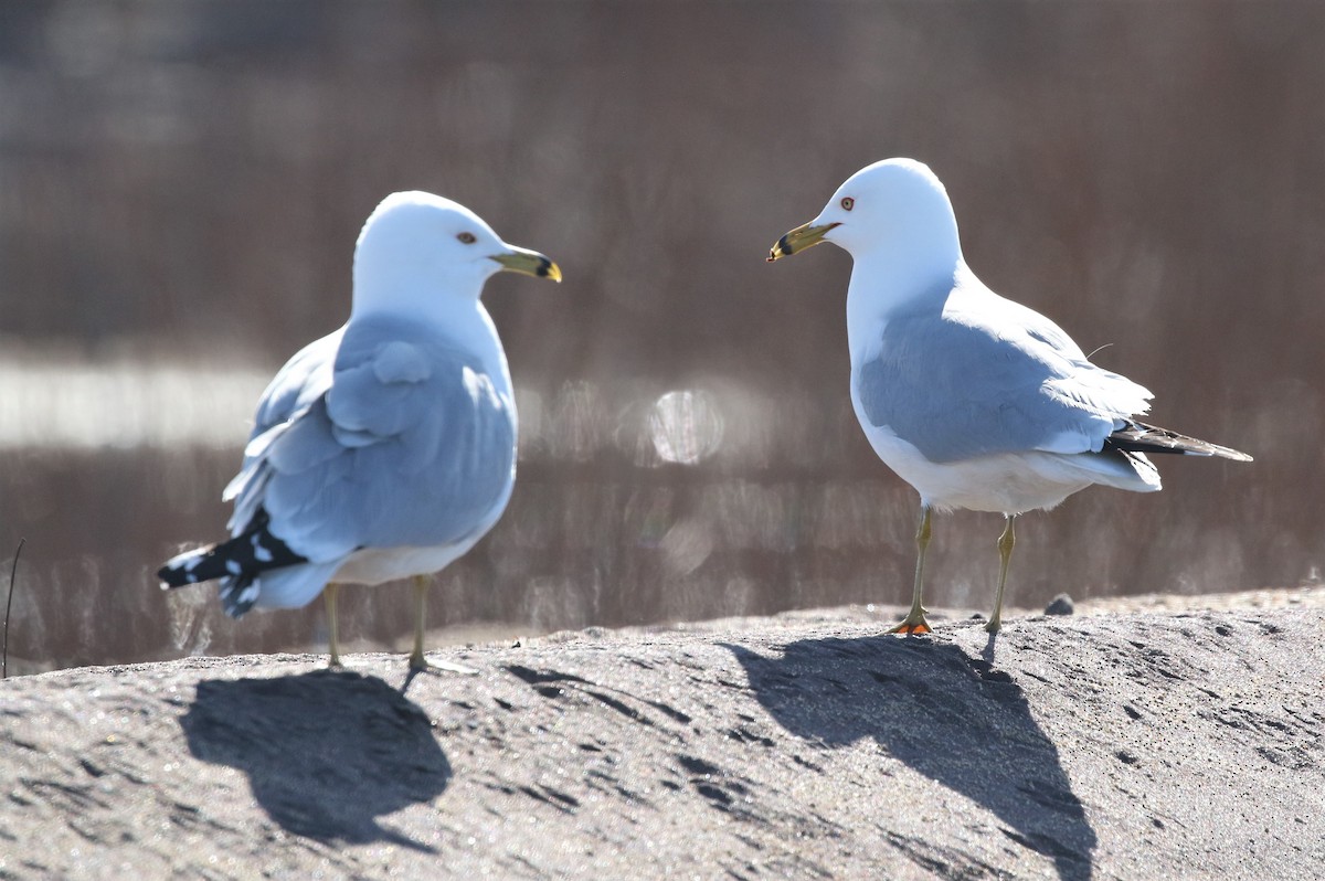 Ring-billed Gull - Elinor George