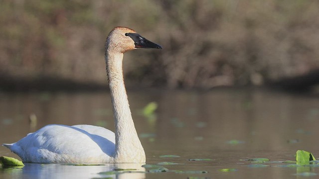 Trumpeter Swan - ML432911691