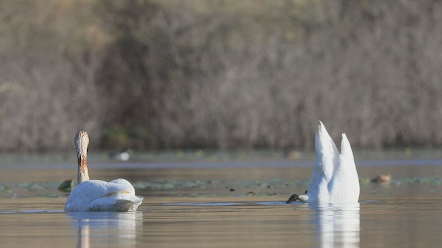 Trumpeter Swan - ML432914251
