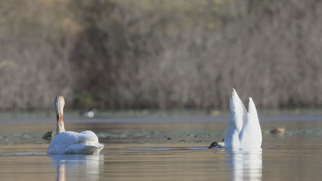 Cygne trompette - ML432914251