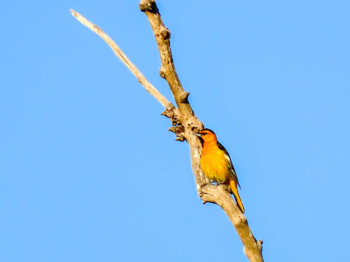 Bullock's Oriole - Herb Elliott