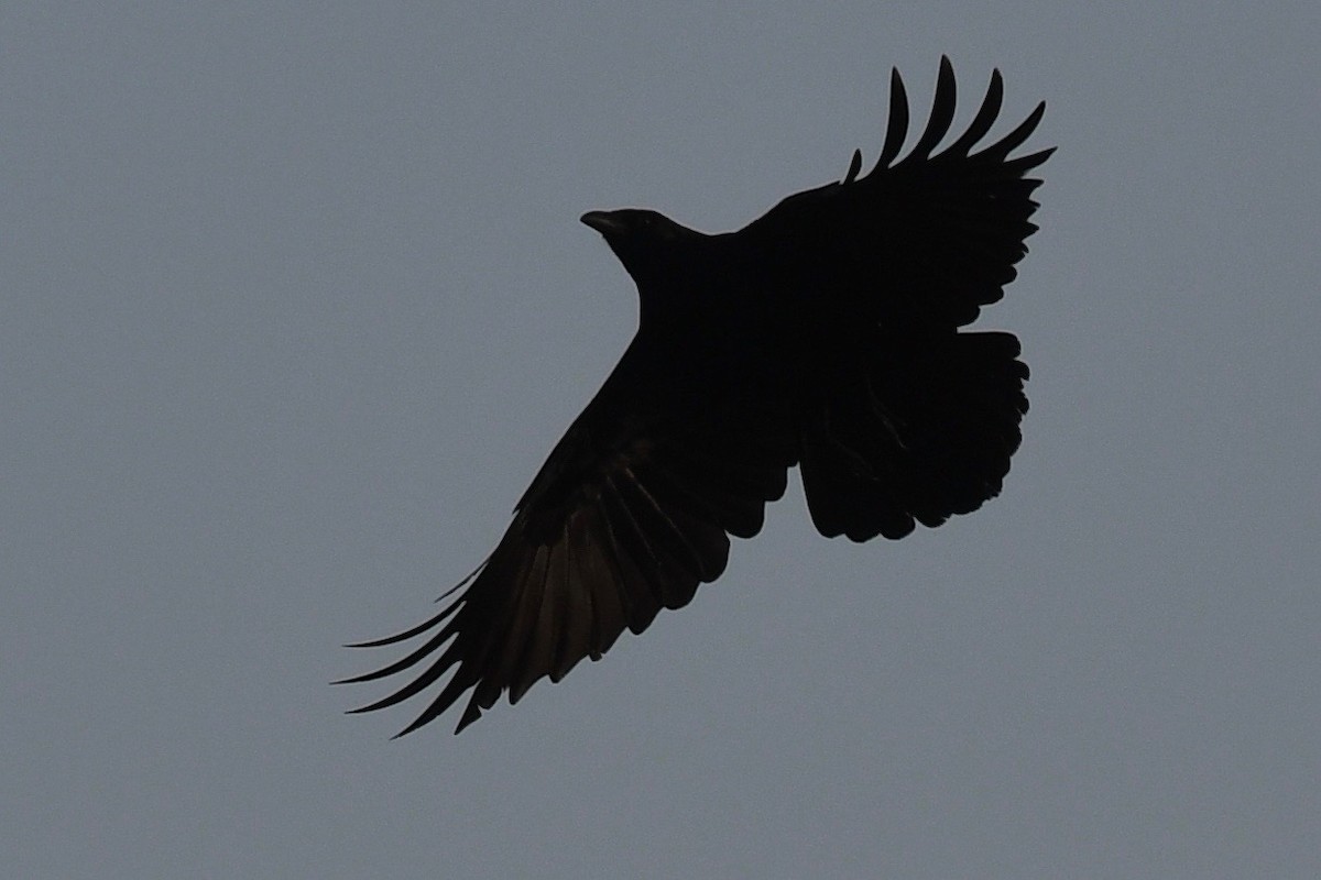 Fish Crow - ML432914551