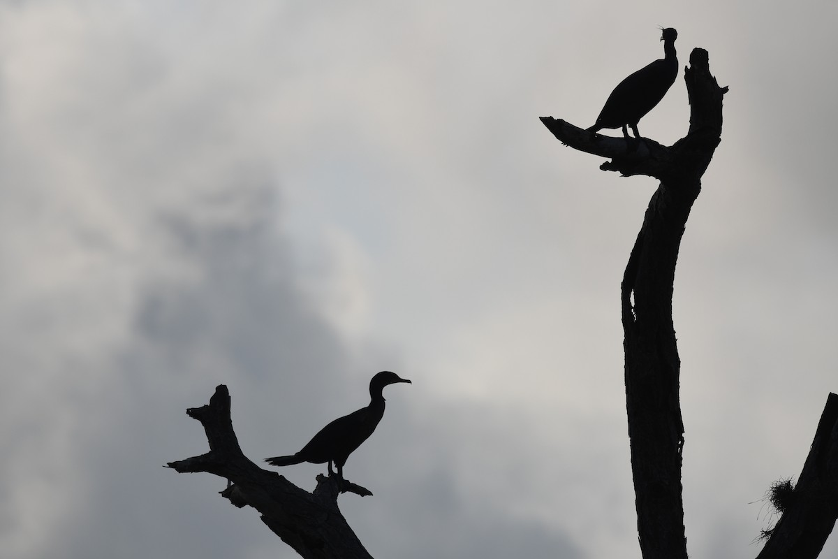 Double-crested Cormorant - barbara segal