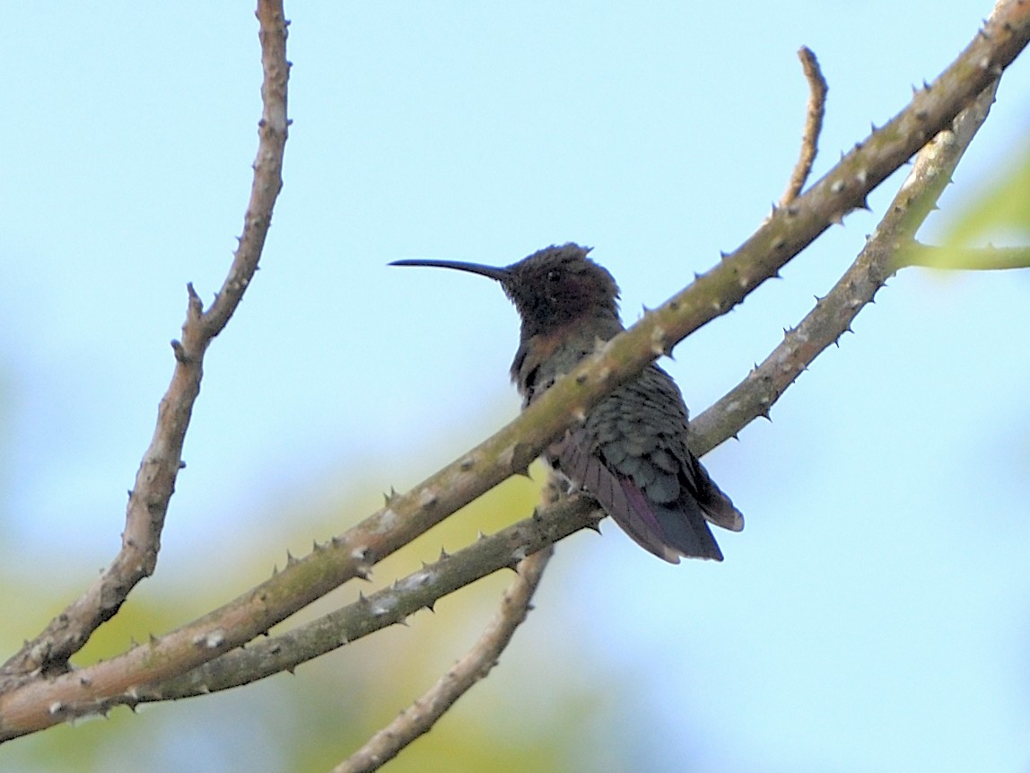 kolibřík jamajský - ML432914591