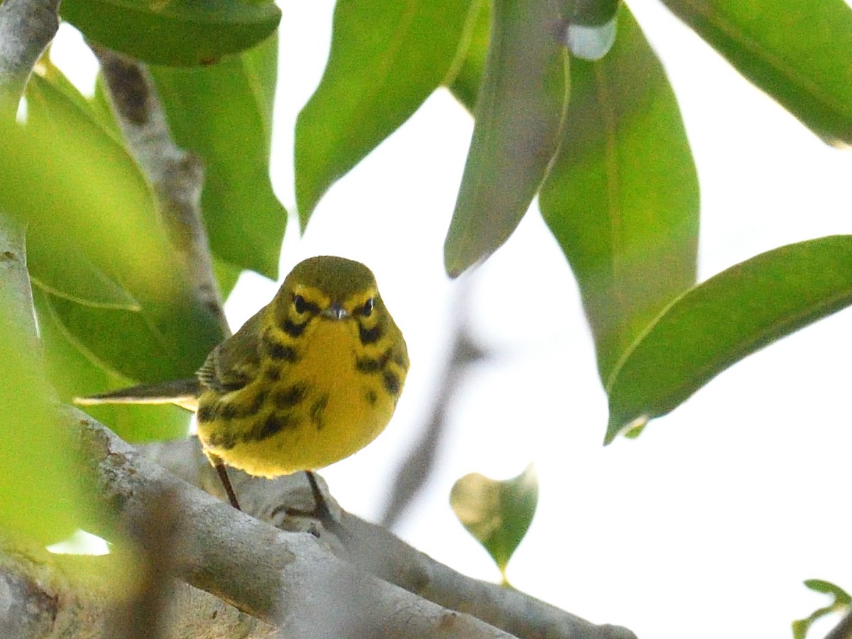 Prairie Warbler - ML432917591